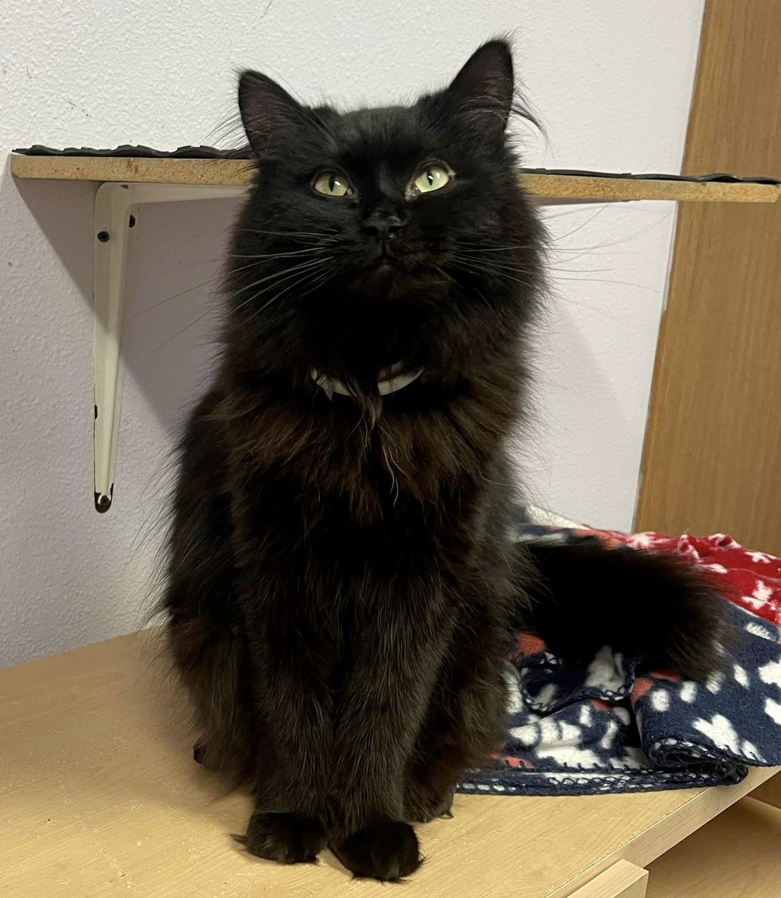 Taz, an adoptable Domestic Long Hair in Montello, WI, 53949 | Photo Image 3