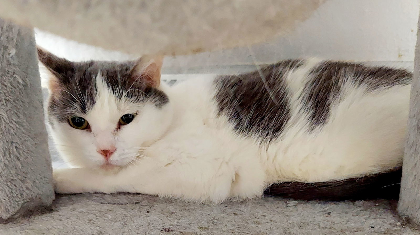 Skittles, an adoptable Tabby, Domestic Short Hair in Montello, WI, 53949 | Photo Image 3