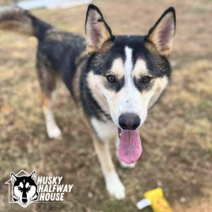 Cash, Adult Male Husky
