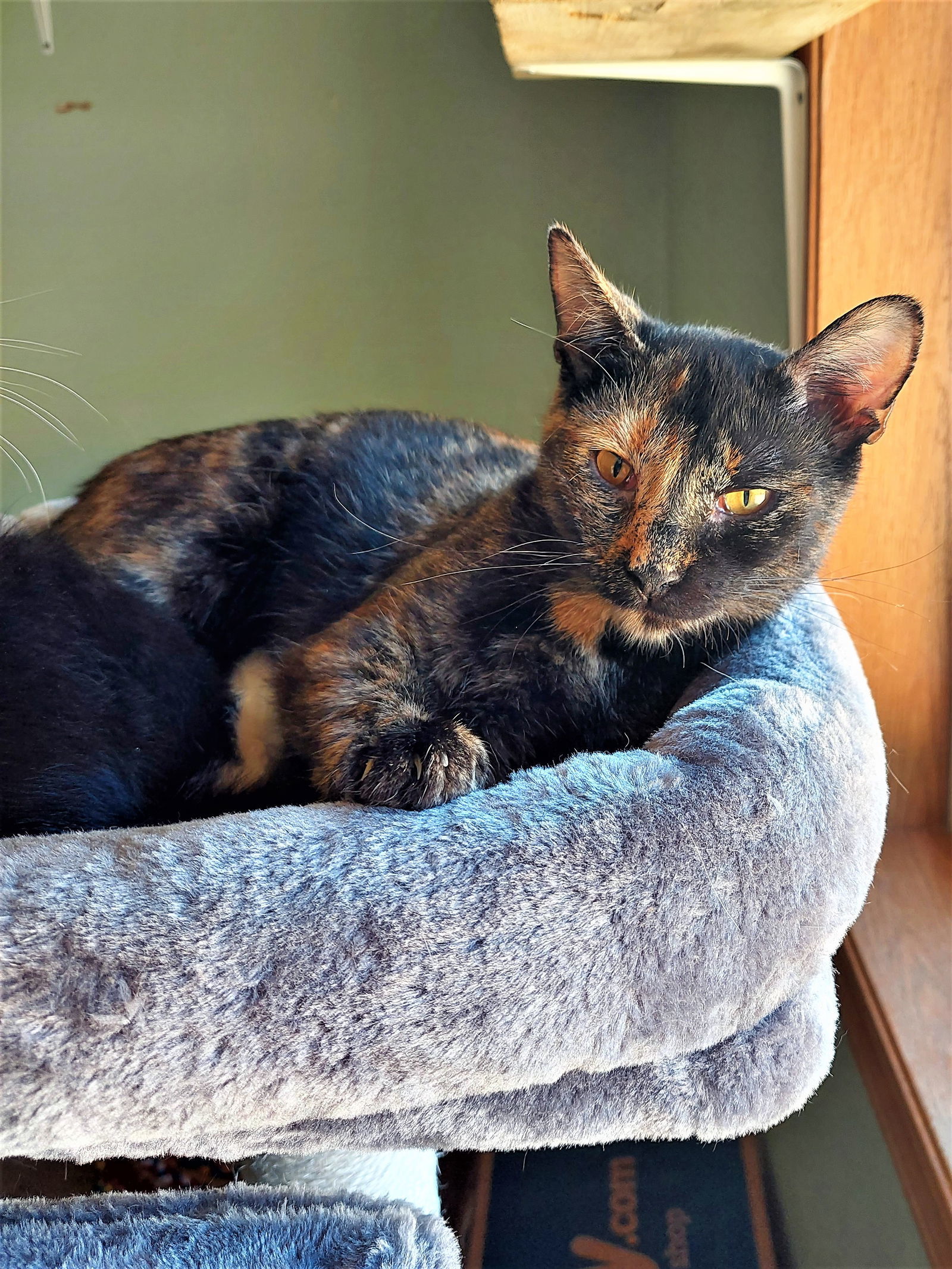 Brendal, an adoptable Tortoiseshell, Domestic Short Hair in Montello, WI, 53949 | Photo Image 1