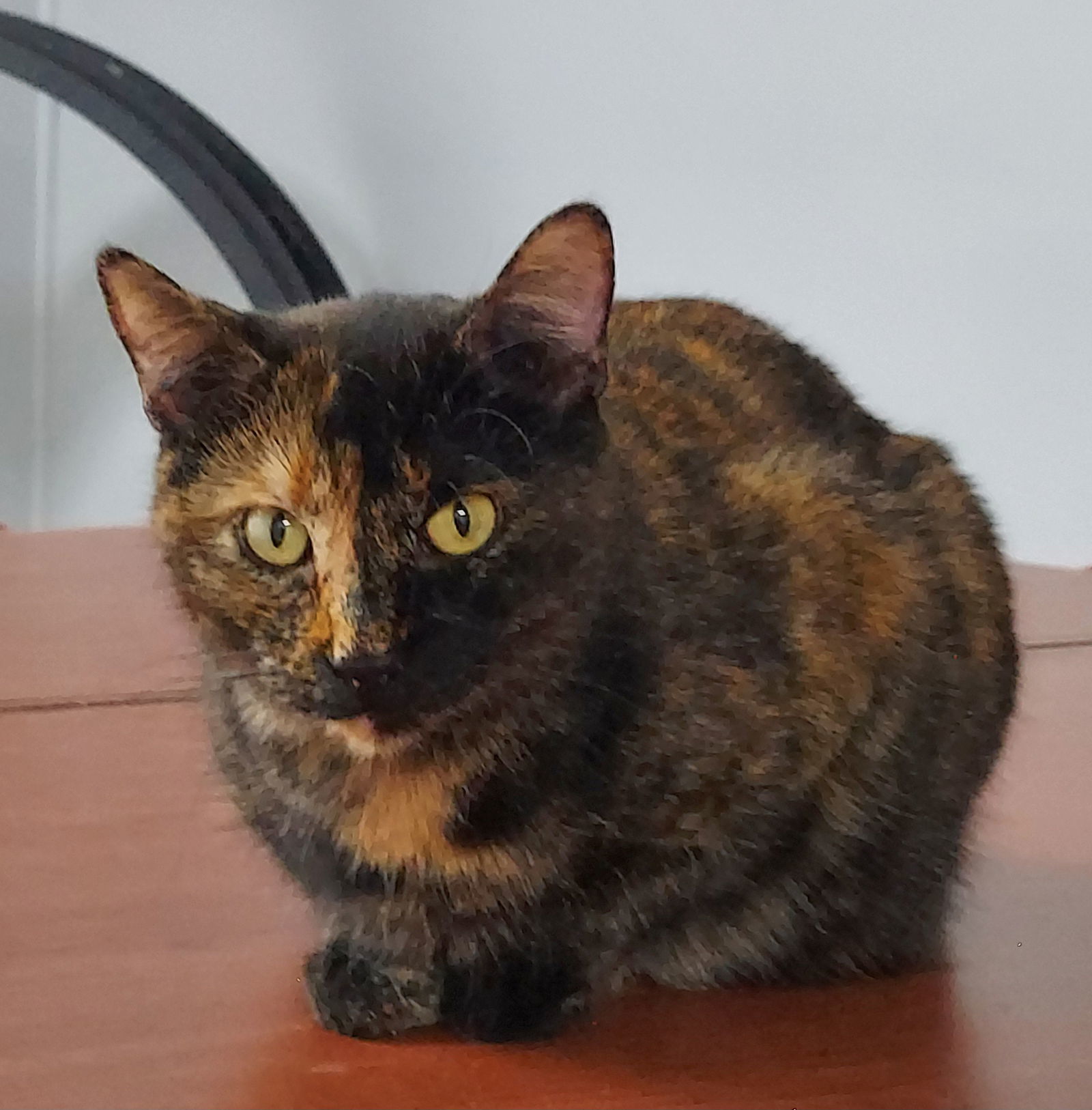 Brendal, an adoptable Tortoiseshell, Domestic Short Hair in Montello, WI, 53949 | Photo Image 1