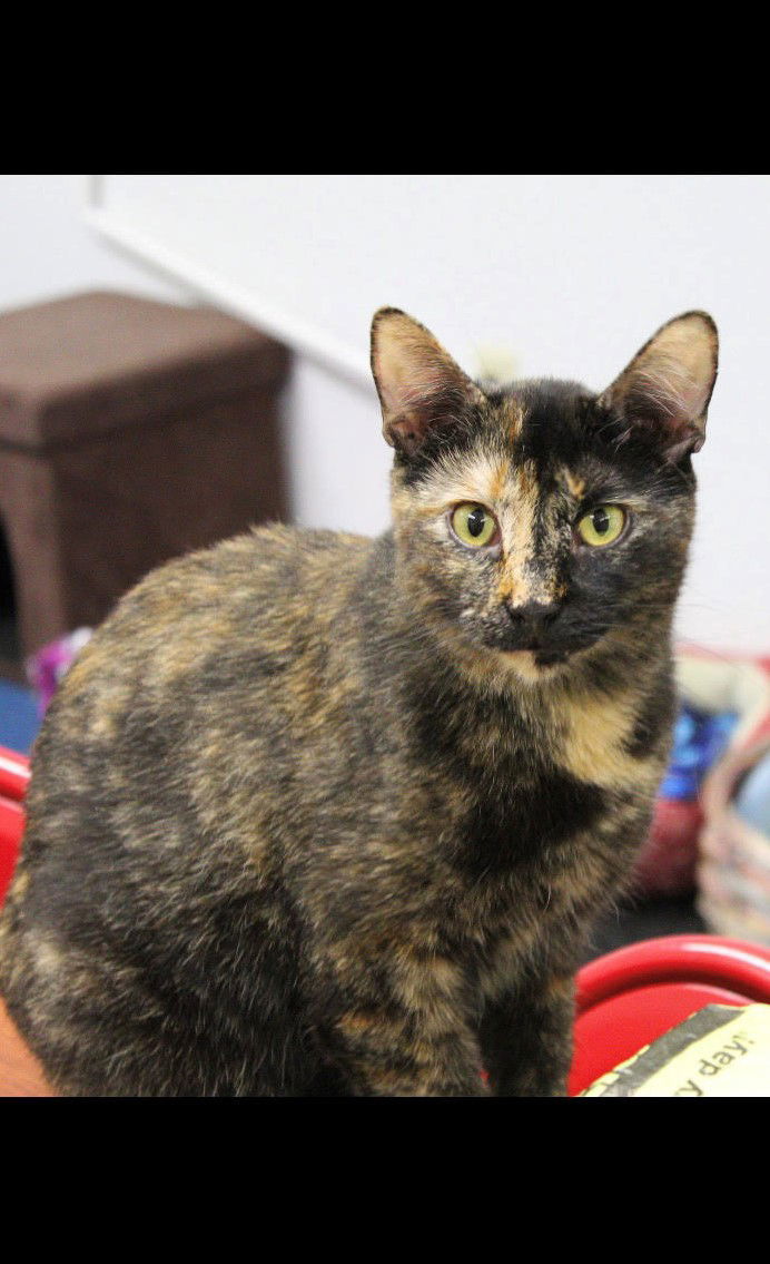Brendal, an adoptable Tortoiseshell, Domestic Short Hair in Montello, WI, 53949 | Photo Image 3