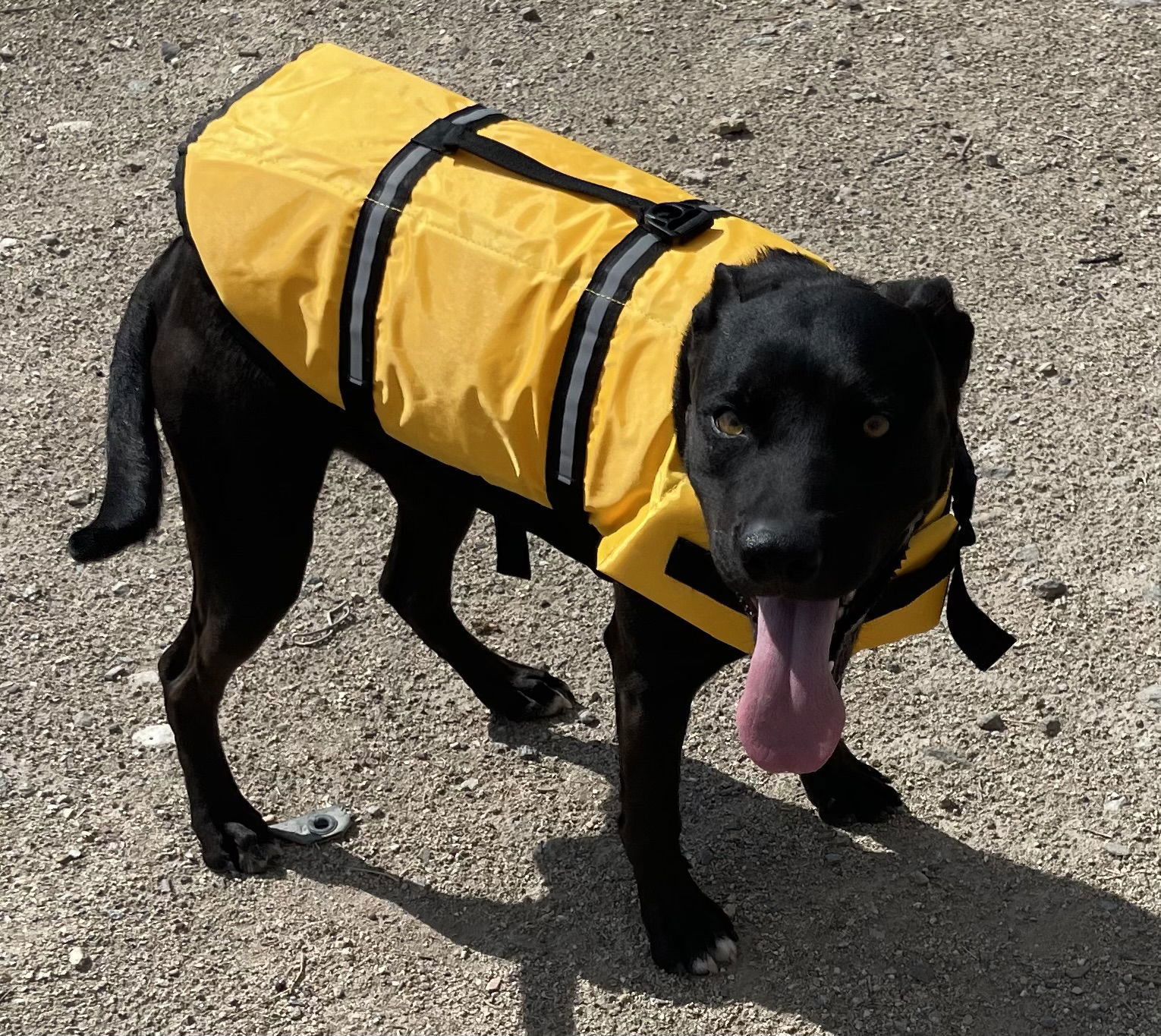 Canyon, an adoptable Labrador Retriever, Pit Bull Terrier in Hamilton, MT, 59840 | Photo Image 1