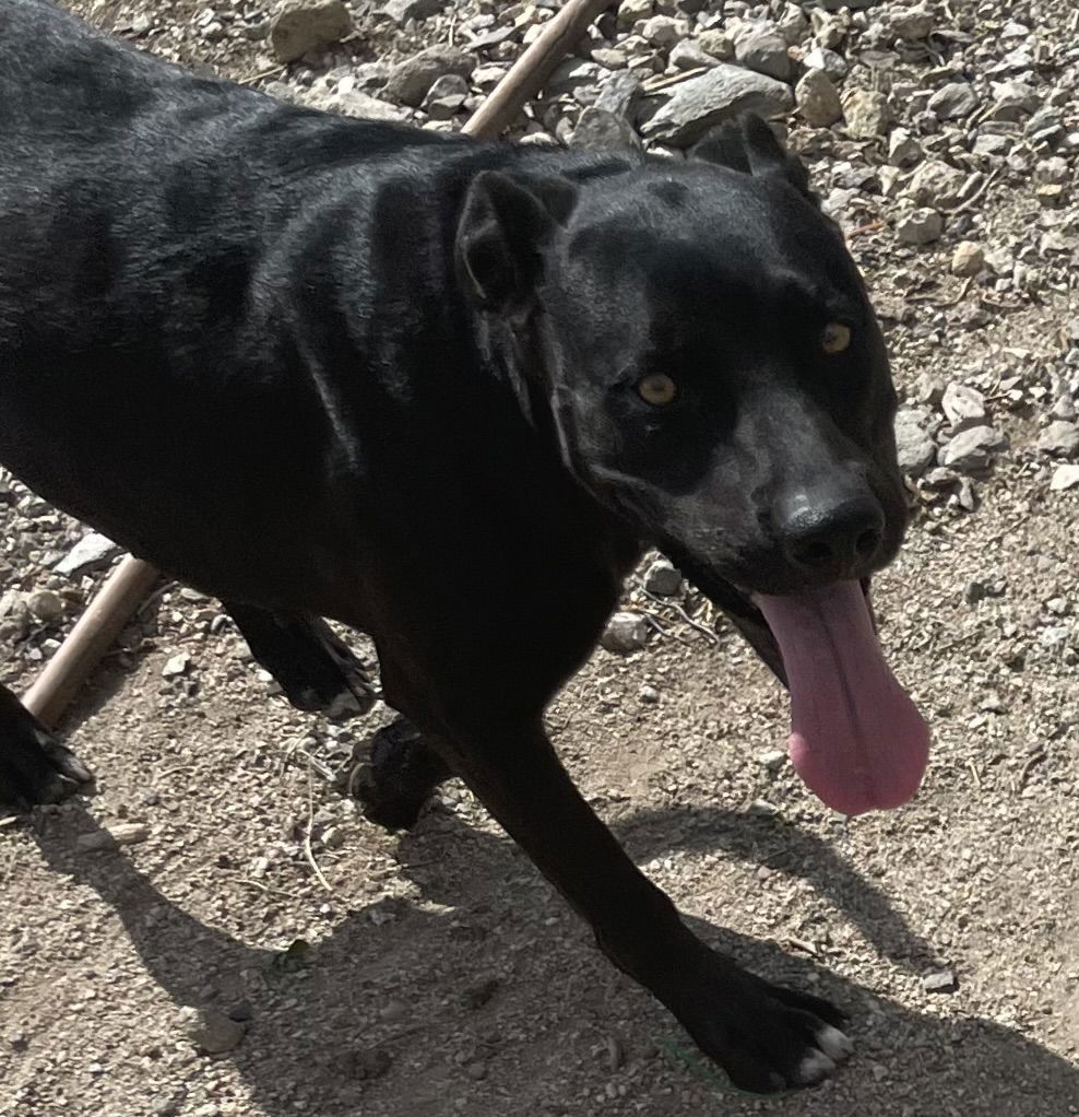 Canyon, an adoptable Labrador Retriever, Pit Bull Terrier in Hamilton, MT, 59840 | Photo Image 2