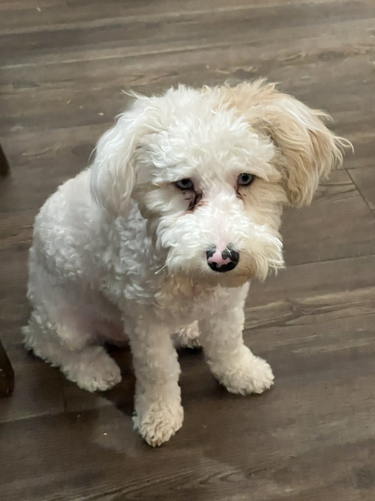 Mini poodle mix - Roman - SPECIAL NEEDS, PLEASE READ. BIO