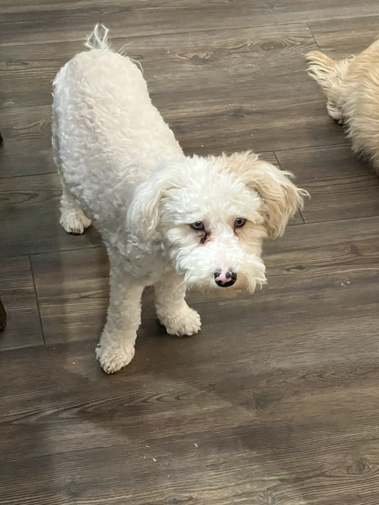 Mini poodle mix - Roman - SPECIAL NEEDS, PLEASE READ. BIO