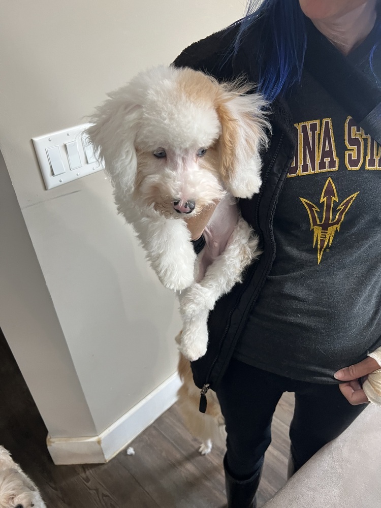 Mini poodle mix - Roman - SPECIAL NEEDS, PLEASE READ. BIO