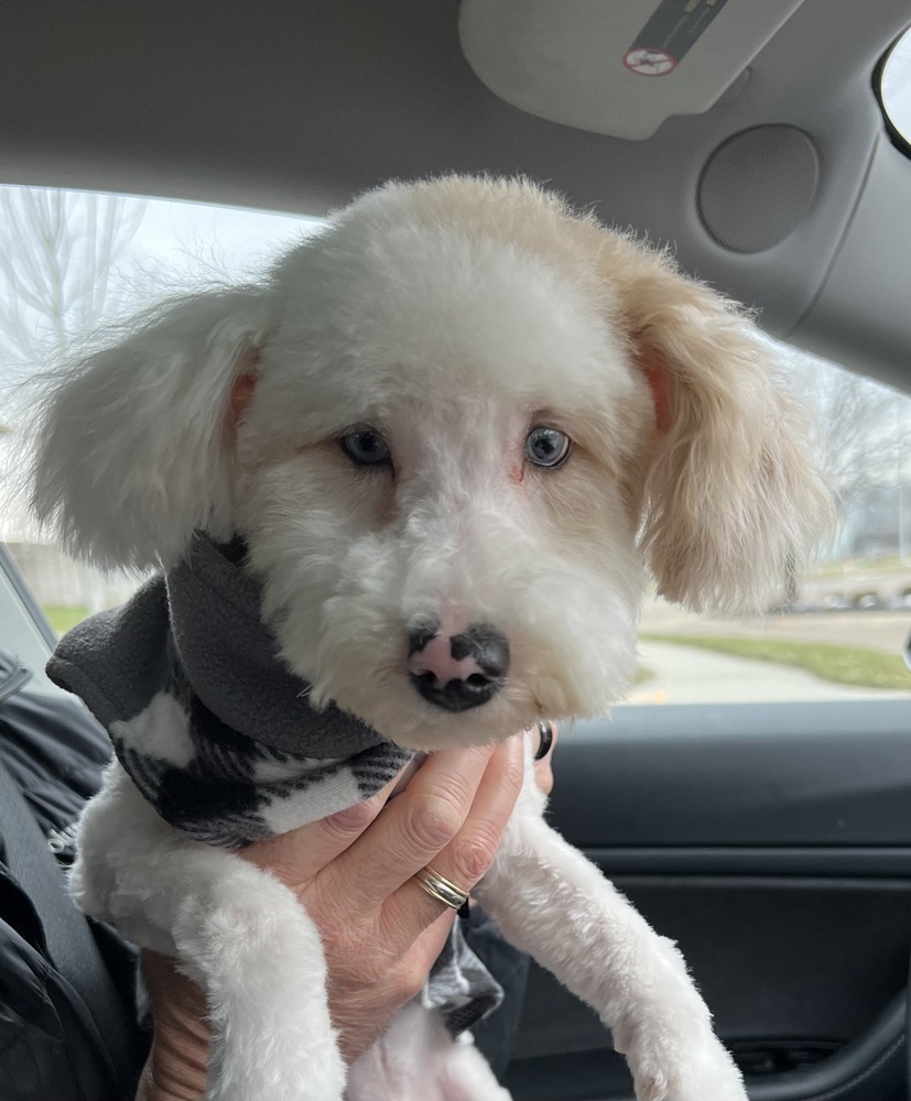 Mini poodle mix - Roman - SPECIAL NEEDS, PLEASE READ. BIO