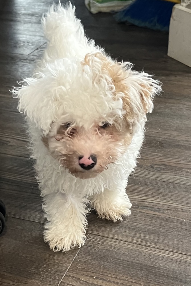 Mini poodle mix - Roman - SPECIAL NEEDS, PLEASE READ. BIO