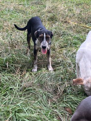 Jack, Baby Male Hound