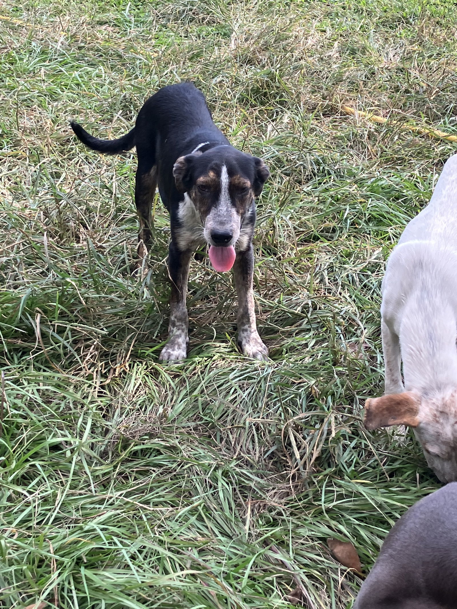 Jack, an adoptable Hound, Labrador Retriever in Slidell, LA, 70469 | Photo Image 1