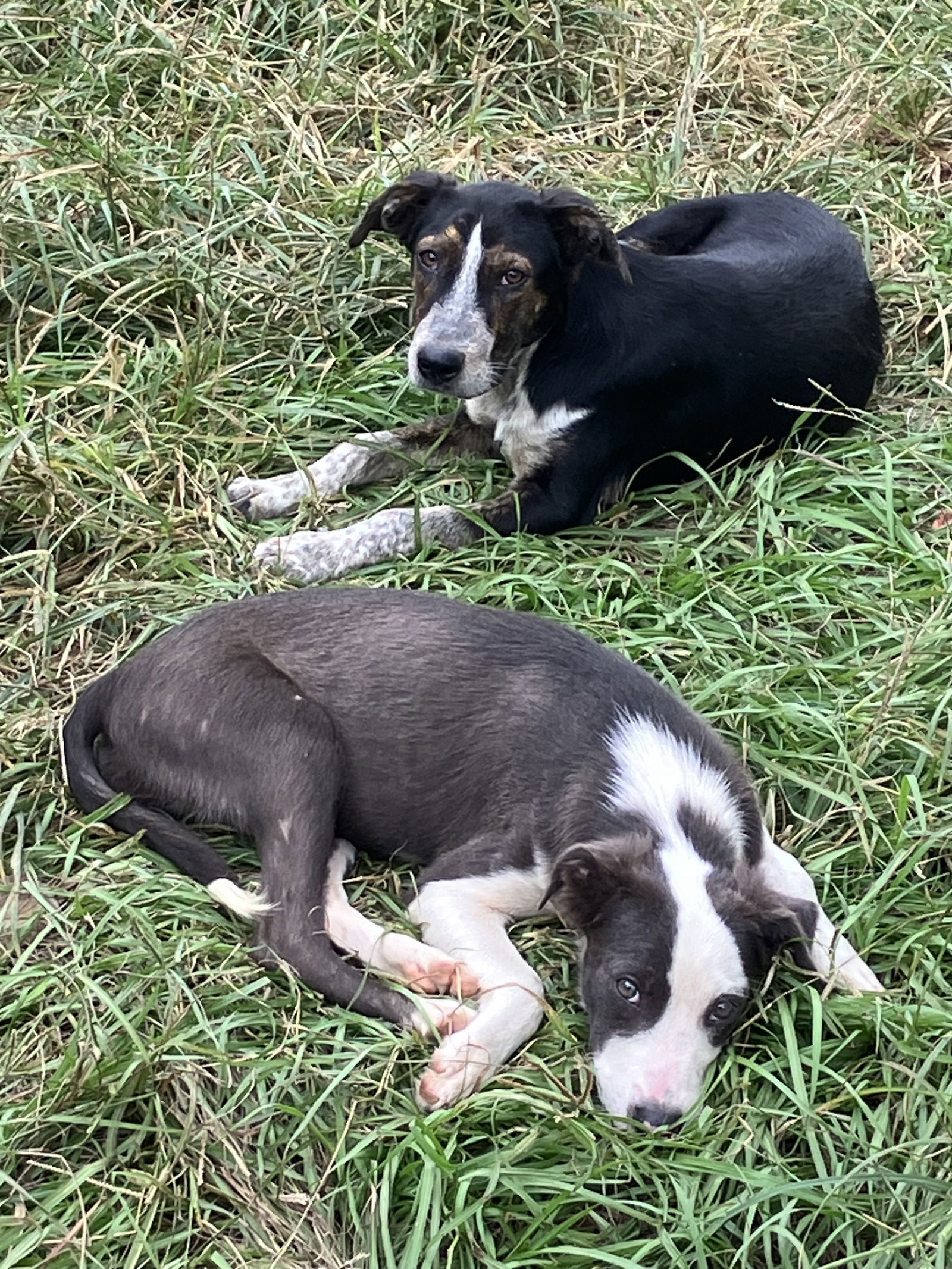 Jack, an adoptable Hound, Labrador Retriever in Slidell, LA, 70469 | Photo Image 2