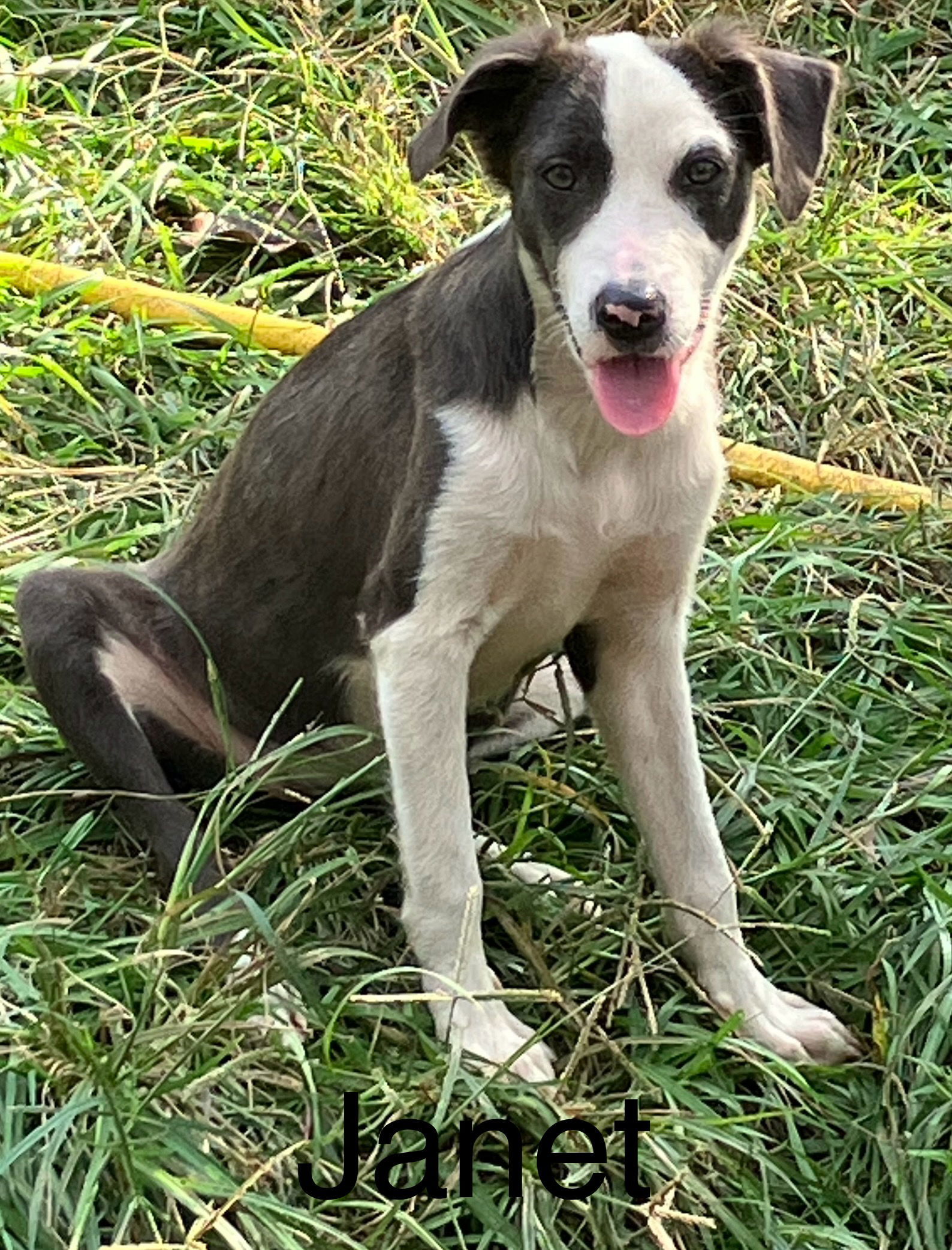 Janet, an adoptable Hound, Labrador Retriever in Slidell, LA, 70469 | Photo Image 1