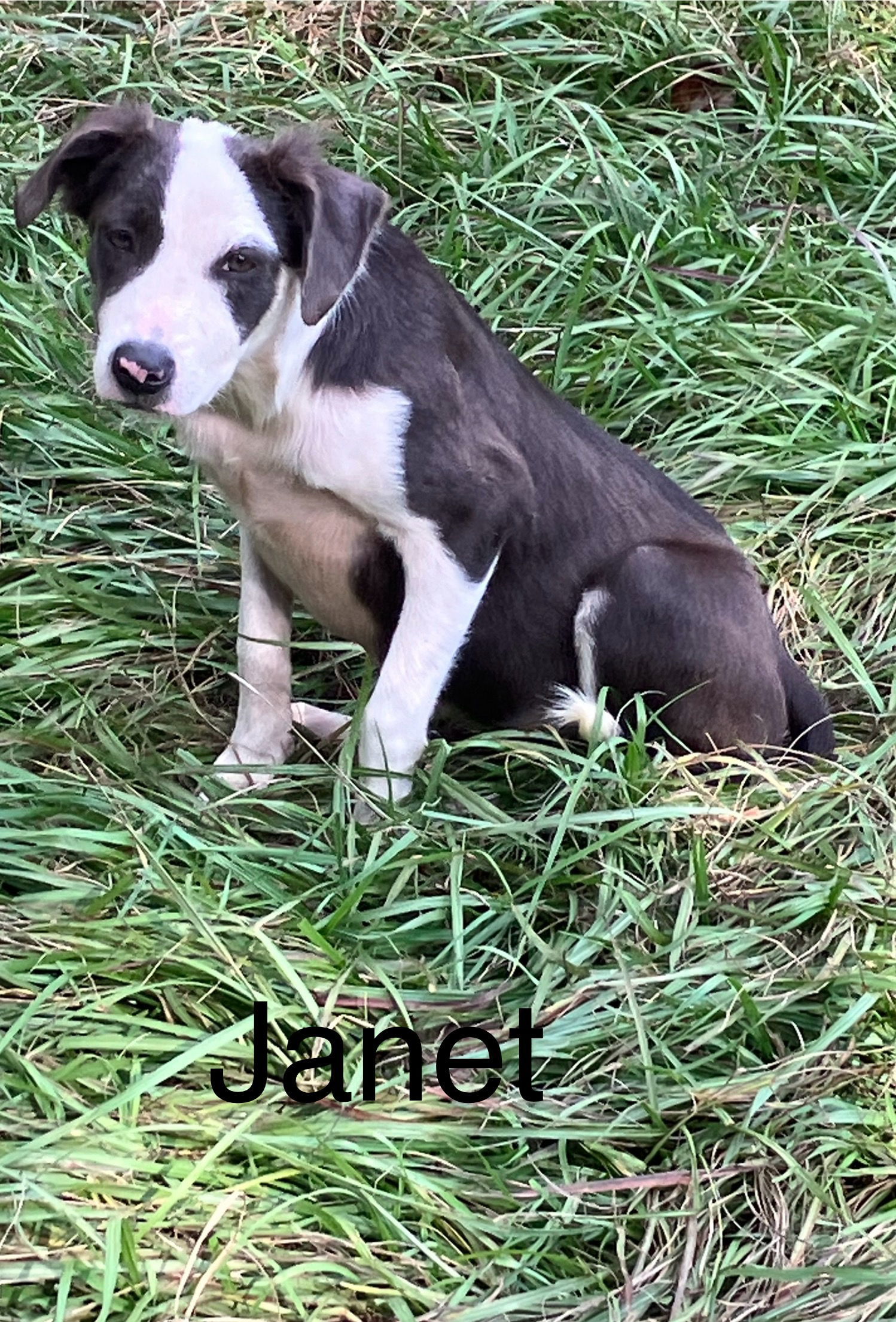 Janet, an adoptable Hound, Labrador Retriever in Slidell, LA, 70469 | Photo Image 2