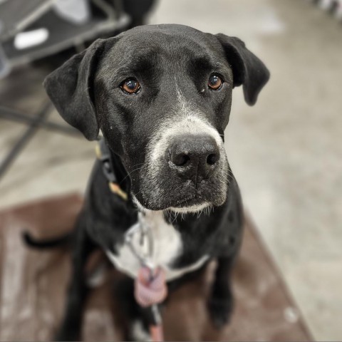 Dog for adoption - Callie Bella LB, a Black Labrador Retriever in ...