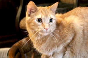 Mandarin was abandoned as a tiny kitten and one of our Cat Ranger supporters brought him to us Hes