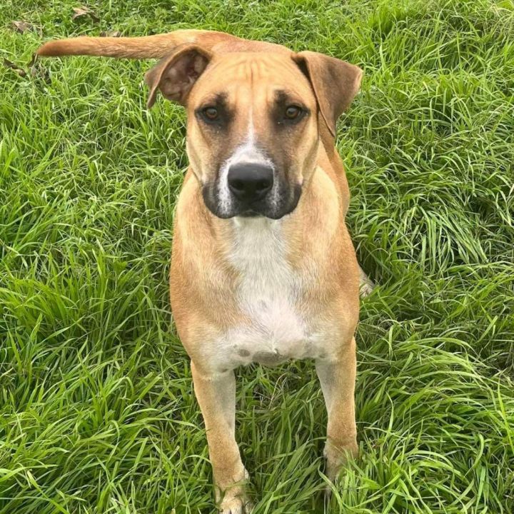 Boxer and shepherd mix 2024 puppies