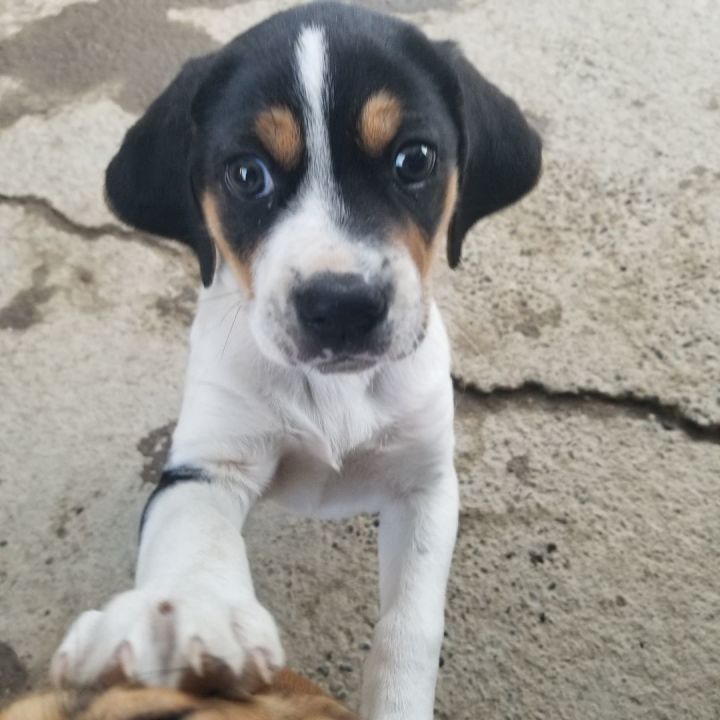 Beagle cross hot sale chihuahua