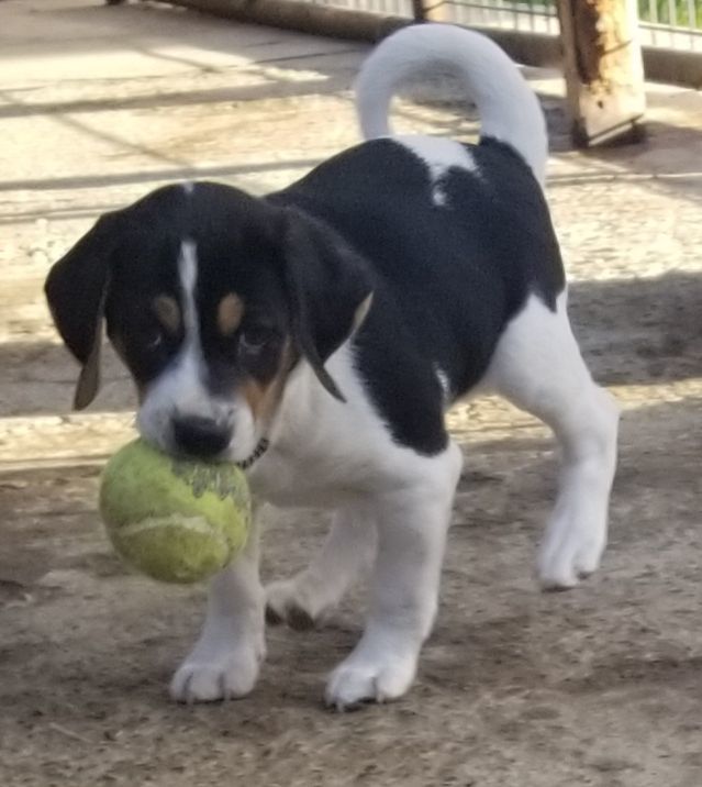 Beagle chihuahua hot sale mix black