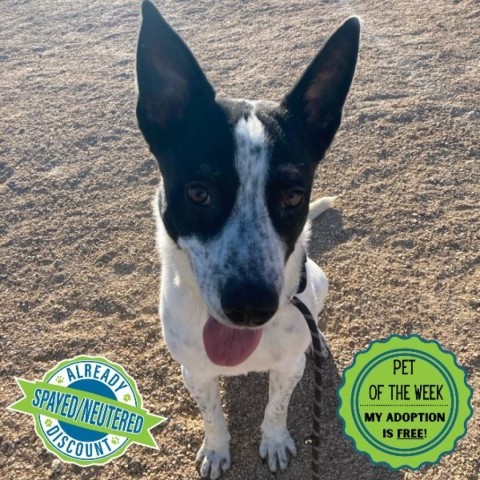 McLovin, an adoptable Mixed Breed in Las Cruces, NM, 88012 | Photo Image 1