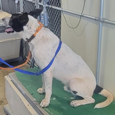 McLovin, an adoptable Mixed Breed in Las Cruces, NM, 88012 | Photo Image 2