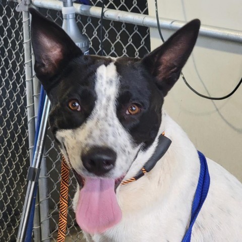 McLovin, an adoptable Mixed Breed in Las Cruces, NM, 88012 | Photo Image 3