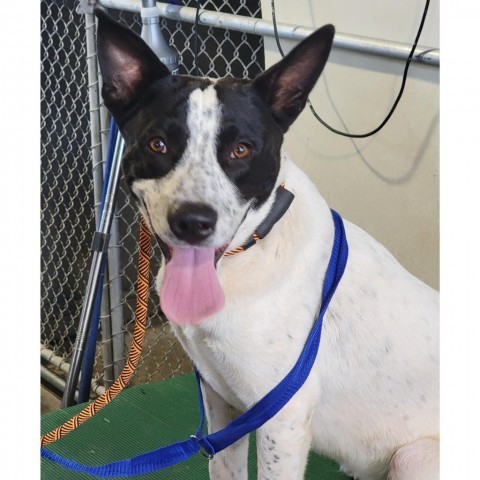 McLovin, an adoptable Mixed Breed in Las Cruces, NM, 88012 | Photo Image 4