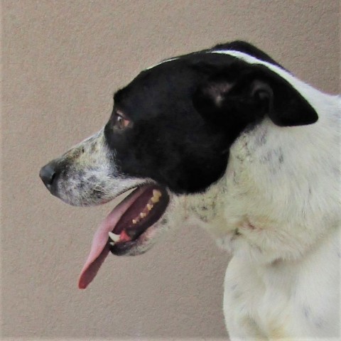 McLovin, an adoptable Mixed Breed in Las Cruces, NM, 88012 | Photo Image 6