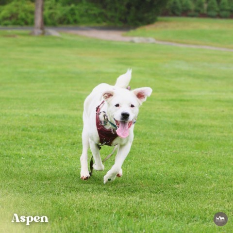 Aspen 5