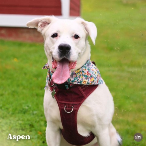 Aspen 6