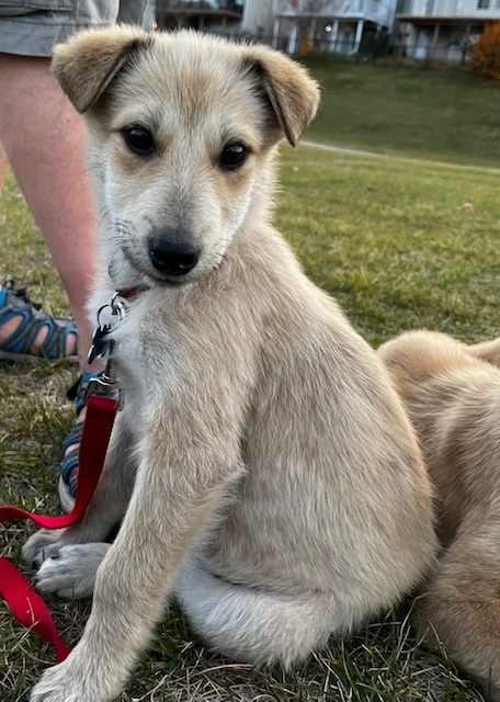 Fern, an adoptable Yellow Labrador Retriever in Calgary, AB, T2E 3Z7 | Photo Image 2