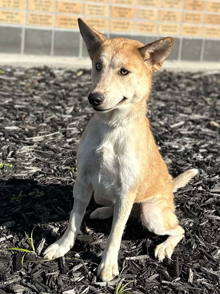 Dog for adoption - Taylor, a Siberian Husky Mix in Columbus, NE | Petfinder