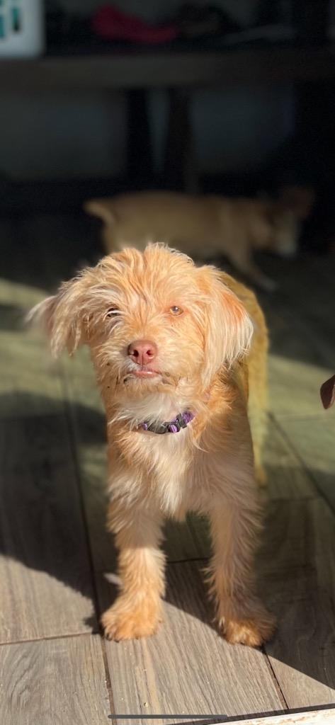 Maltipoo store chihuahua puppies