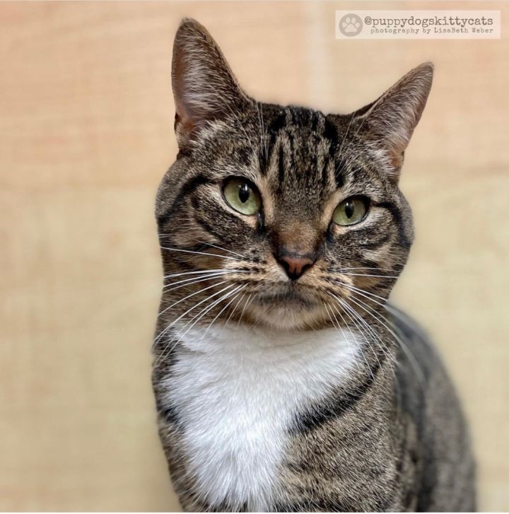 Luna, an adopted Tabby in Sewell, NJ_image-6