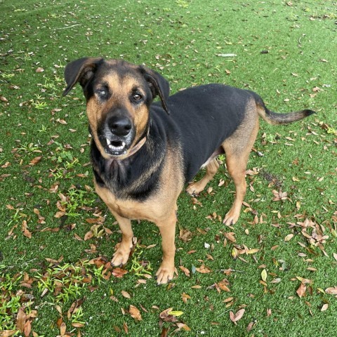 Ozzy, an adoptable Bloodhound in LOXAHATCHEE, FL, 33470 | Photo Image 4