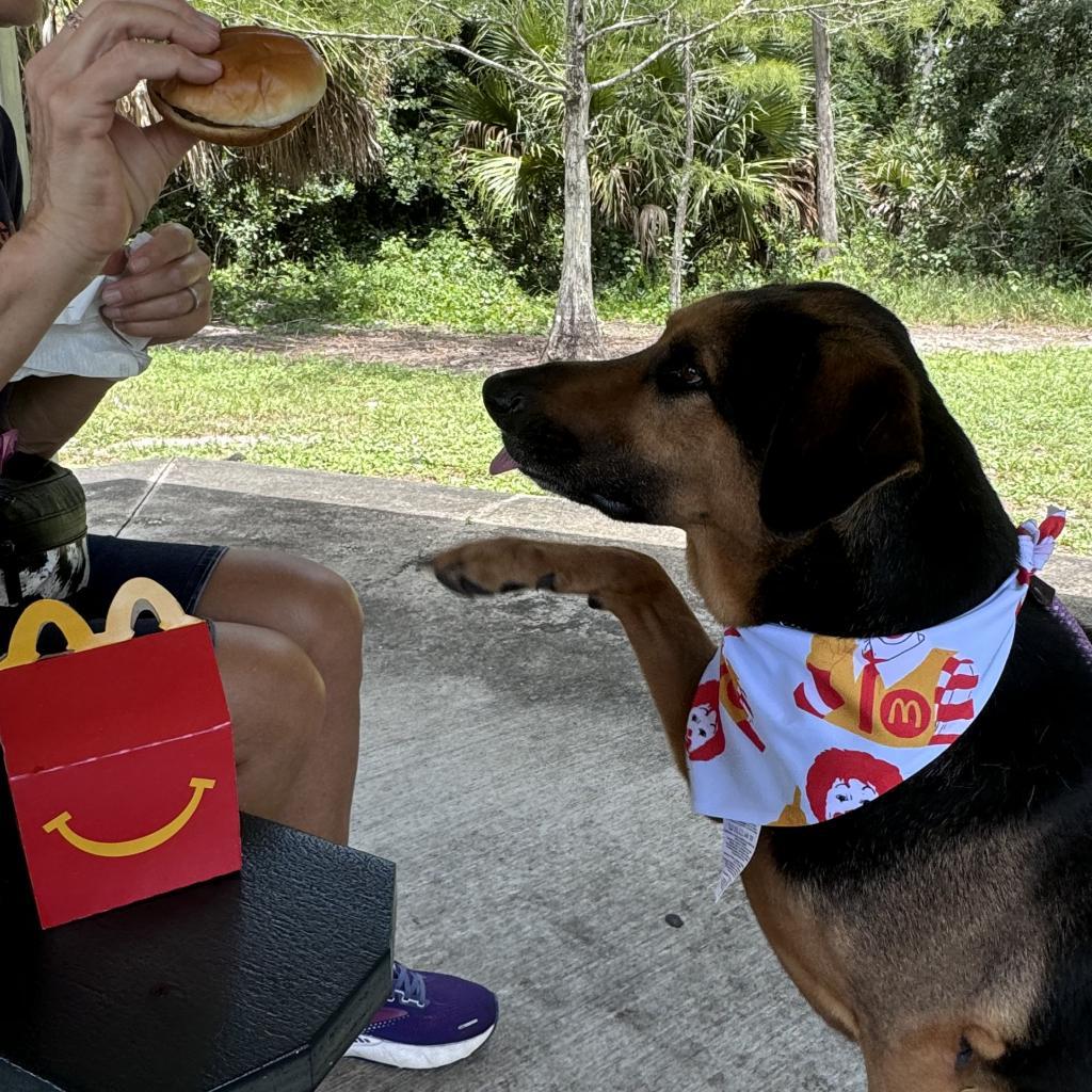 Ozzy, an adoptable Bloodhound in LOXAHATCHEE, FL, 33470 | Photo Image 4