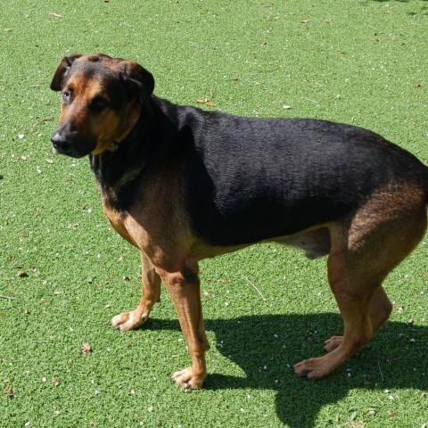 Ozzy, an adoptable Bloodhound in LOXAHATCHEE, FL, 33470 | Photo Image 5