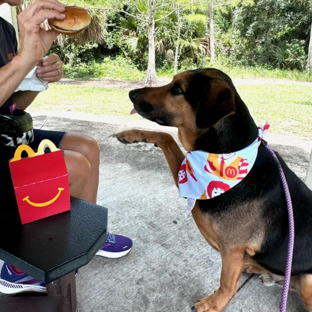 Ozzy, an adoptable Bloodhound in LOXAHATCHEE, FL, 33470 | Photo Image 5