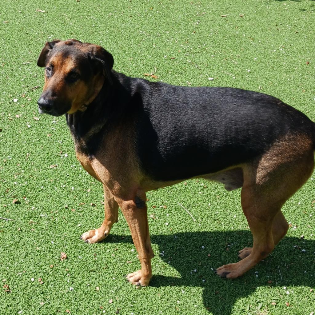 Ozzy 9100, an adoptable Bloodhound in LOXAHATCHEE, FL, 33470 | Photo Image 6
