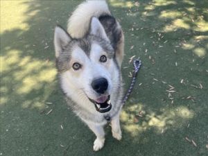 VENICE Siberian Husky Dog