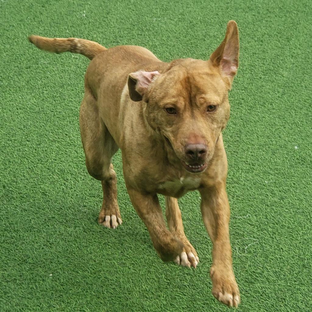 Vinnie, an adoptable Retriever in LOXAHATCHEE, FL, 33470 | Photo Image 4