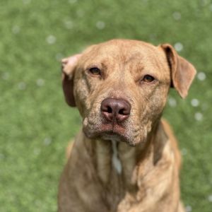 Vinnie, Adult Male Retriever