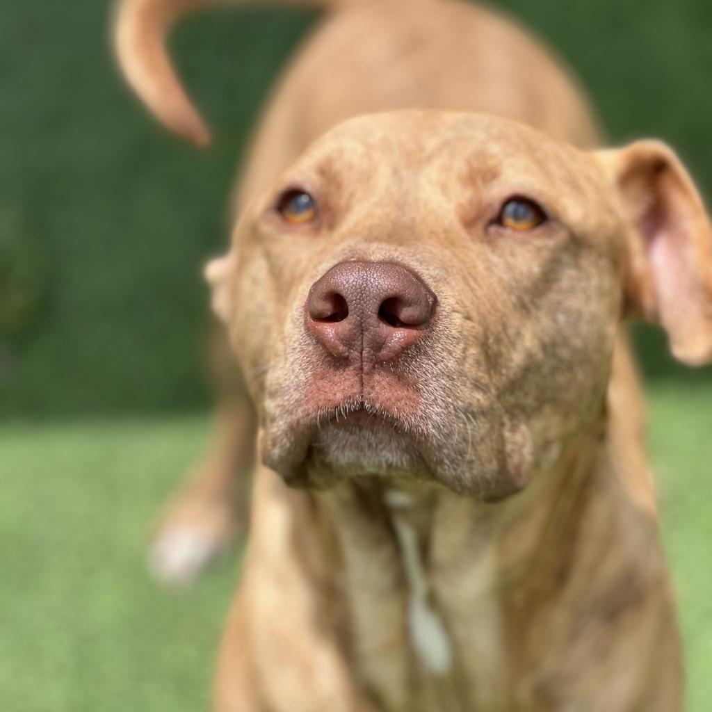 Vinnie, an adoptable Retriever in LOXAHATCHEE, FL, 33470 | Photo Image 5