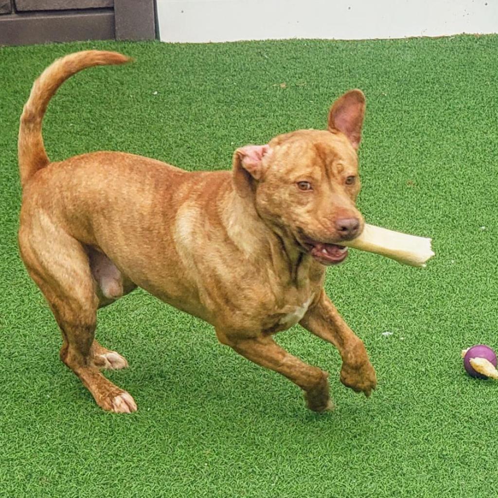 Vinnie, an adoptable Retriever in LOXAHATCHEE, FL, 33470 | Photo Image 6