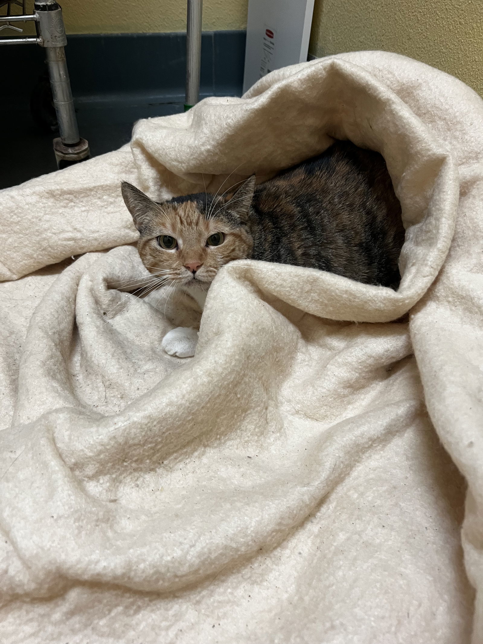 DUMPLING, an adoptable Domestic Short Hair in Chico, CA, 95973 | Photo Image 2