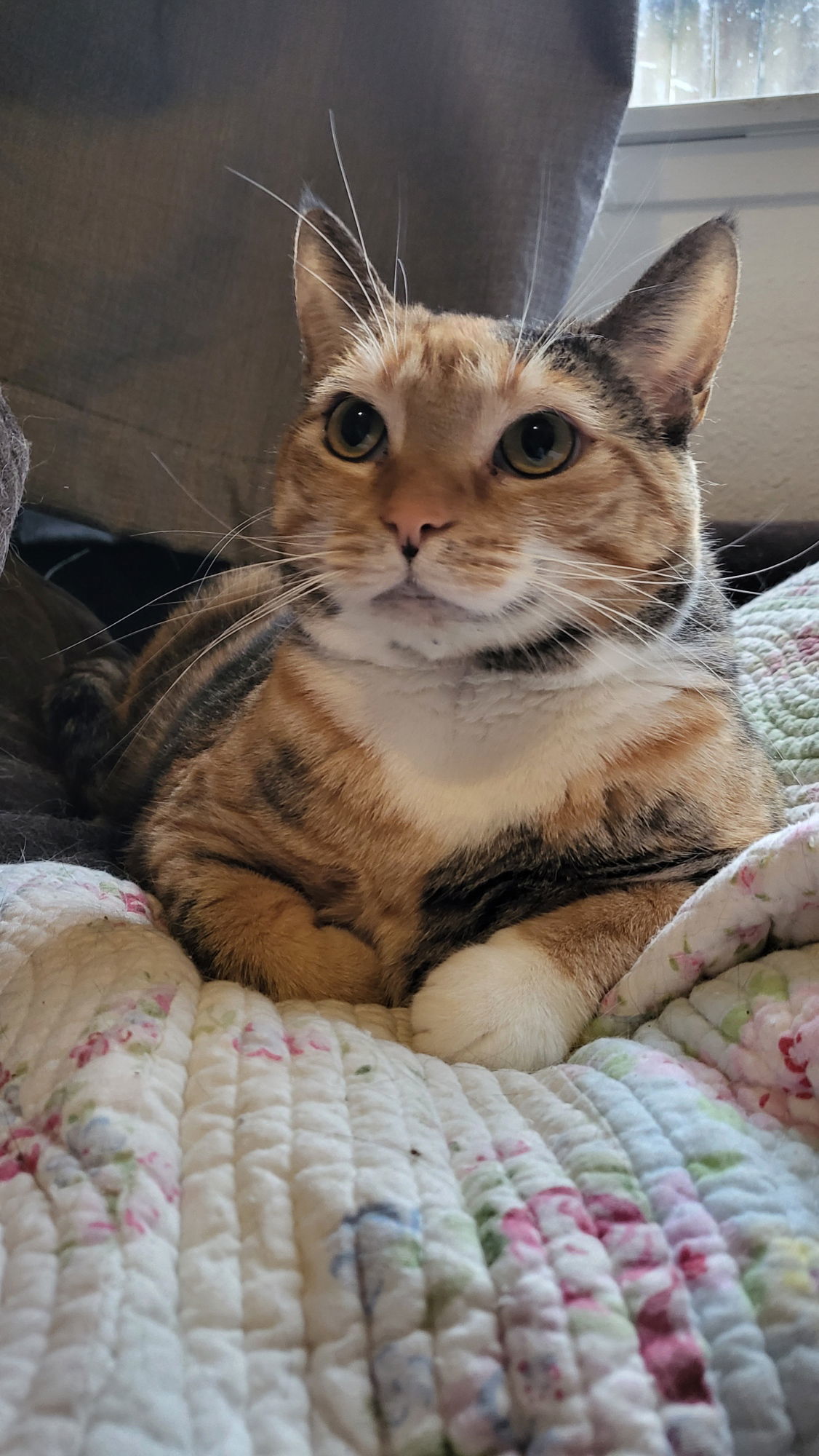 DUMPLING, an adoptable Domestic Short Hair in Chico, CA, 95973 | Photo Image 3