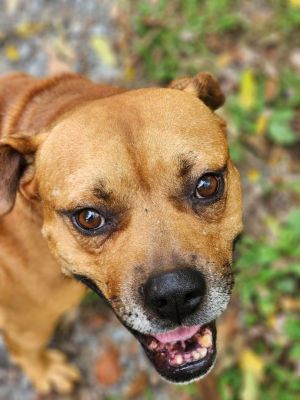 Dog for adoption - Hatfield, a Boxer Mix in Louisville, KY