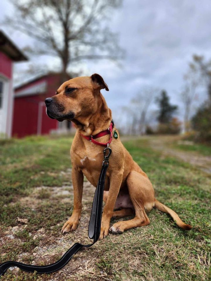 Dog for adoption - Hatfield, a Boxer Mix in Louisville, KY