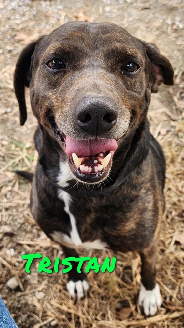 Dog for adoption - Tristan, a Jack Russell Terrier Mix in Oakland, AR ...