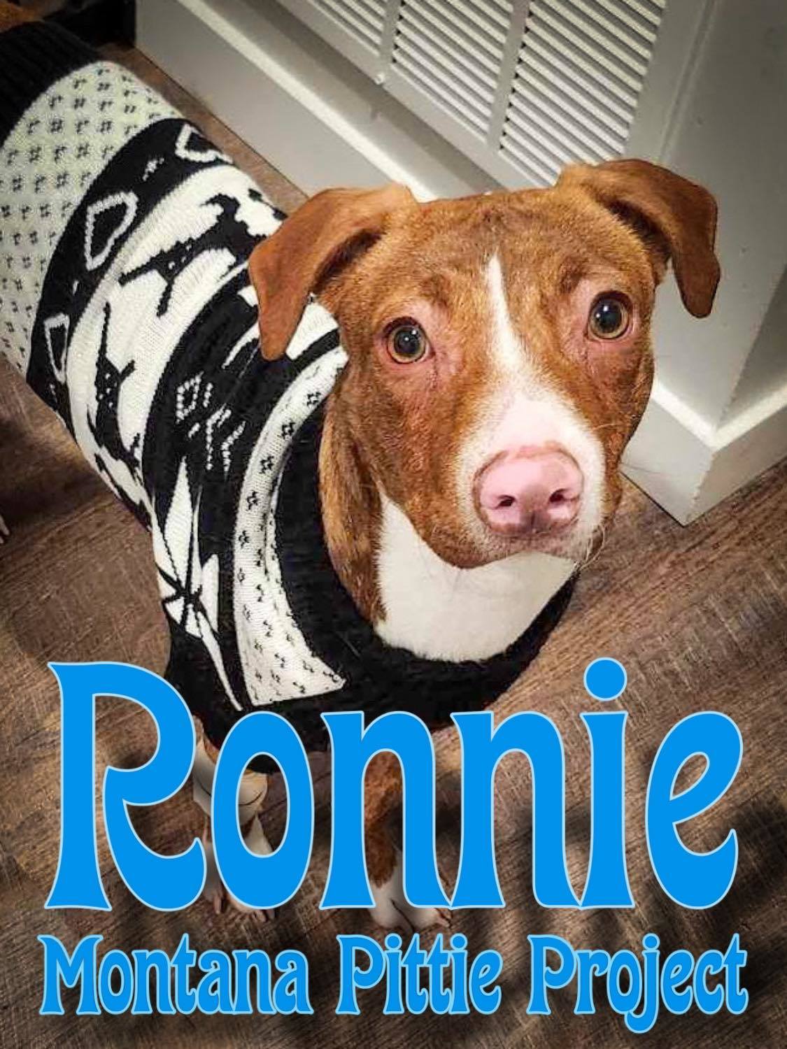 Ronnie (OK), an adoptable Pit Bull Terrier in Arlee, MT, 59821 | Photo Image 3